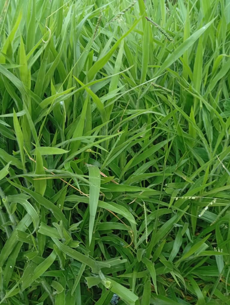 Lush pasture for grazing livestock