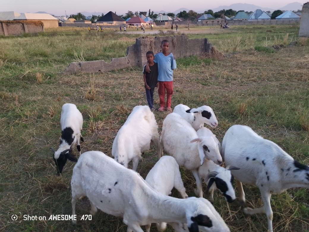 Sheep’s training 